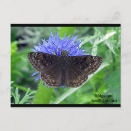 Sootypering op Kornflower Briefkaart