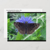 Sootypering op Kornflower Briefkaart (Voorkant / Achterkant)