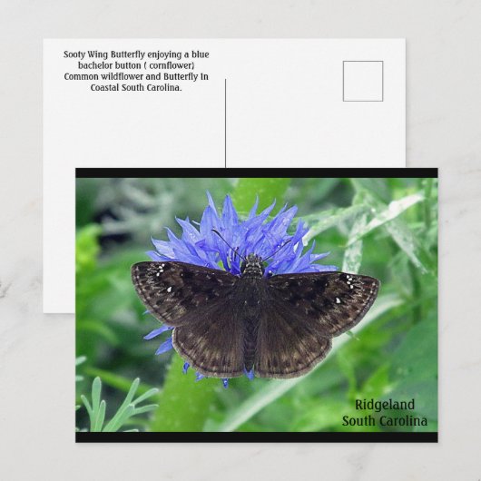 Sootypering op Kornflower Briefkaart (Voorkant / Achterkant)