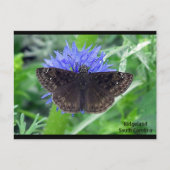 Sootypering op Kornflower Briefkaart (Voorkant)