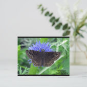 Sootypering op Kornflower Briefkaart (Staand voorkant)