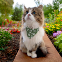 Sophisticated Shamrocks kat of hond