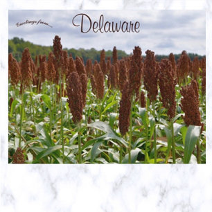 Sorghum Gewas in Delaware Briefkaart