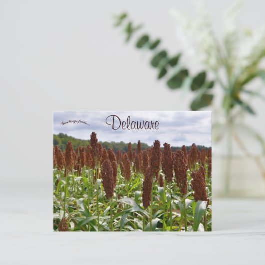 Sorghum Gewas in Delaware Briefkaart (Staand voorkant)