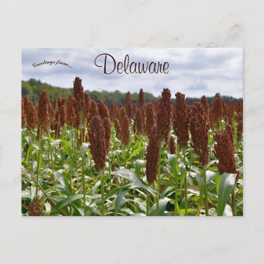 Sorghum Gewas in Delaware Briefkaart (Voorkant)