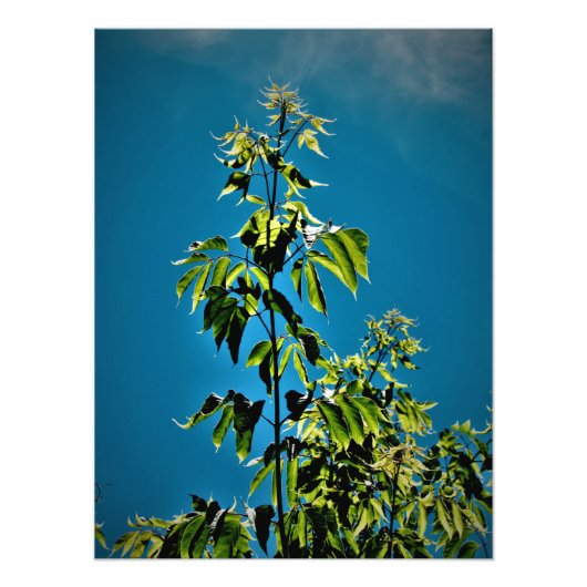 "Sorins heeft Sunshine" Foto Afdruk (Voorkant)
