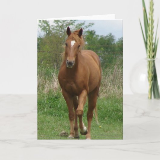 Sorrel Gelding Trots naar camera Kaart (Voorkant)