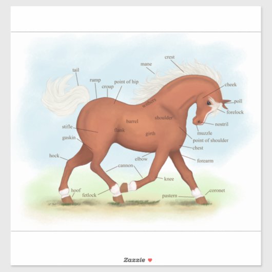 Sorrel Horse of Pony Equine Anatomy Chart Sticker (Vel)