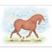 Sorrel Horse of Pony Equine Anatomy Chart Sticker (Voorkant)