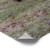 Sorrel Leader Mare Horse-liefhebbers Paardenfoto Poster (Hoek)