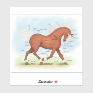 Sorrel Paard met Blaze Pony Equine Anatomy Chart Sticker
