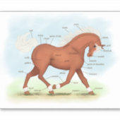 Sorrel Paard met Blaze Pony Equine Anatomy Chart Sticker (Voorkant)