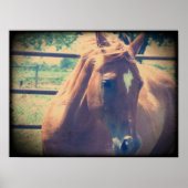  Sorrel Poster (Voorkant)