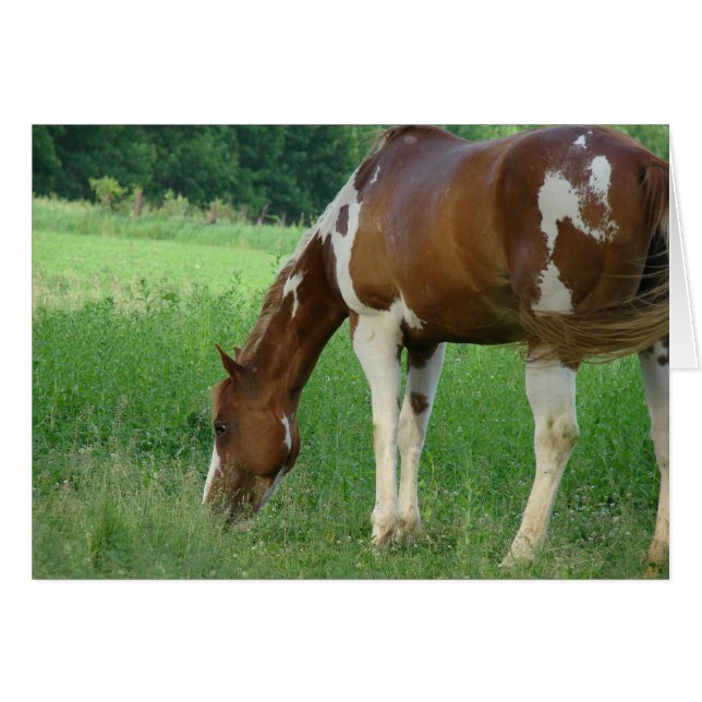 Sorrel Tobiano Paint Mare (Voorkant Horizontaal)