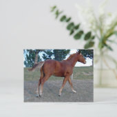 Sorrel Yearling Briefkaart (Staand voorkant)