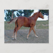 Sorrel Yearling Briefkaart (Voorkant)