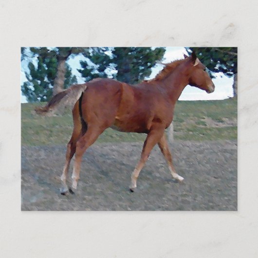 Sorrel Yearling Briefkaart (Voorkant)
