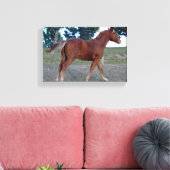 Sorrel Yearling Canvas Afdruk (Insitu (Woonkamer))