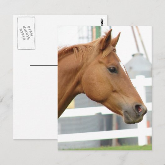 Sorrel Young Gelding Briefkaart (Voorkant / Achterkant)