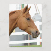 Sorrel Young Gelding Briefkaart (Voorkant)