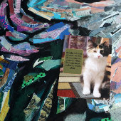 Sorry Calico Kitten Briefkaart