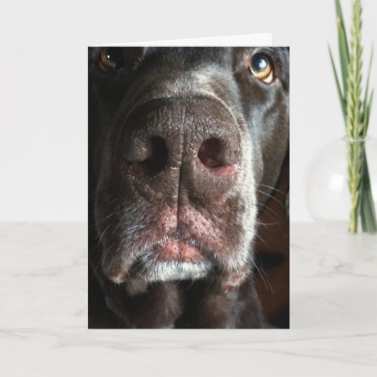 Sorry Chocolate Lab Snuit Verlaat Verjaardag Kaart (Voorkant)