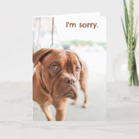Sorry, excuuskaartje met schuldige hond