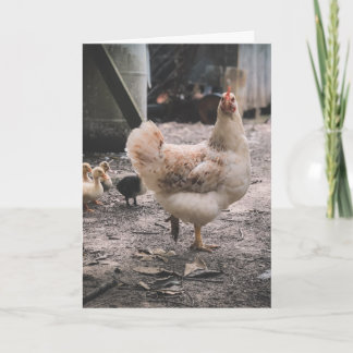 Sorry for being such a chook kaart