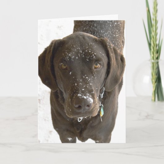 Sorry Sneeuw bespikkelde chocolade Lab foto Kaart (Voorkant)