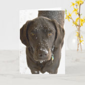 Sorry Sneeuw bespikkelde chocolade Lab foto Kaart (Gele Bloem)
