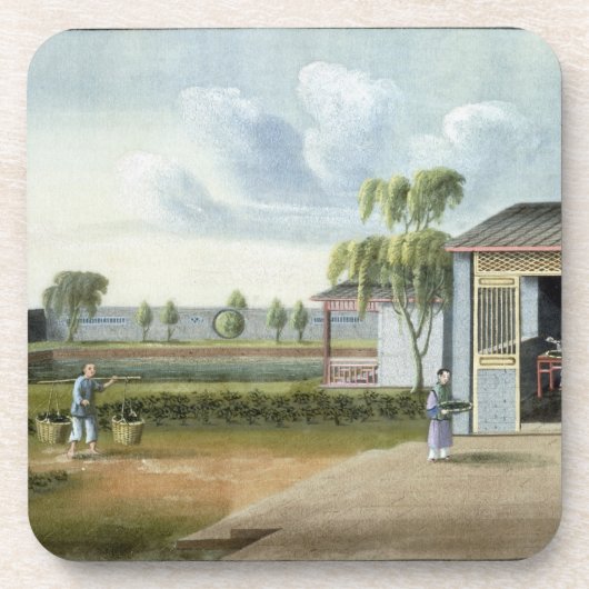 Sorteerthee (m/v op papier) drankjes onderzetter (Voorkant)