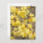 Soshin-robai: Winter Sweet [Briefkaart] Briefkaart (Voorkant / Achterkant)