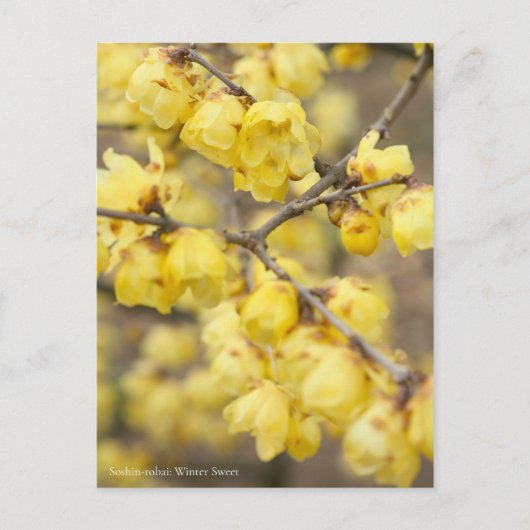 Soshin-robai: Winter Sweet [Briefkaart] Briefkaart (Voorkant)