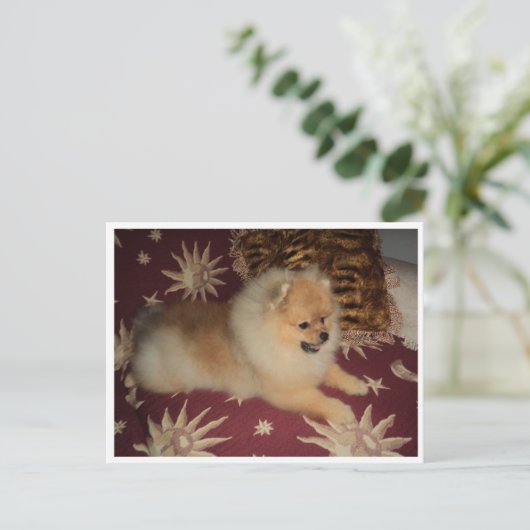 Sosseu Briefkaart (Staand voorkant)