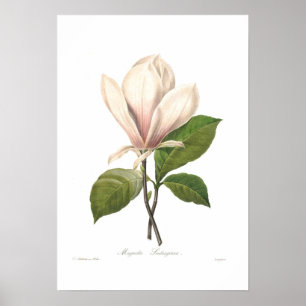 Soulangiana van de magnolia poster