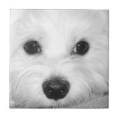 Soulful blik Maltese hond Endearing Eyes Tegeltje (Voorkant)