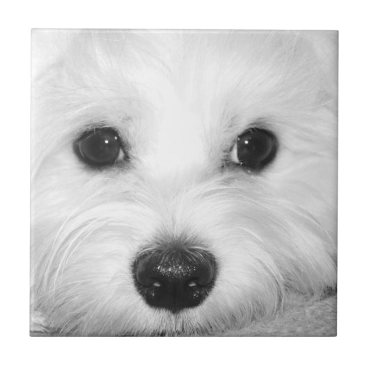 Soulful blik Maltese hond Endearing Eyes Tegeltje (Voorkant)