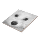 Soulful blik Maltese hond Endearing Eyes Tegeltje (Zijkant)
