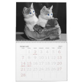 Soulful Eyes of the Cat Kalender (Feb 2027)
