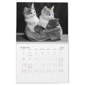 Soulful Eyes of the Cat Kalender (Feb 2026)