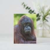 Soulful orang-oetan portret briefkaart (Staand voorkant)