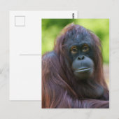 Soulful orang-oetan portret briefkaart (Voorkant / Achterkant)