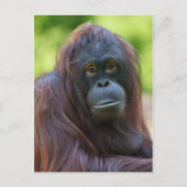 Soulful orang-oetan portret briefkaart (Voorkant)