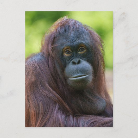 Soulful orang-oetan portret briefkaart (Voorkant)