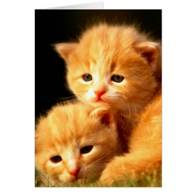 Soulmaten (Voorkant)