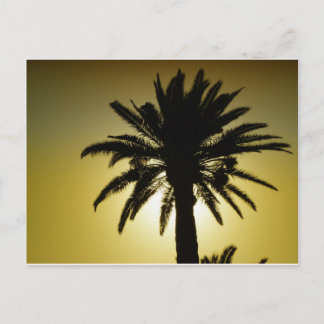 Sous les palmiers briefkaart