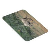 South Africa, Addo Elephant Nat'l Park. Baby Magneet (Rechterzijde)