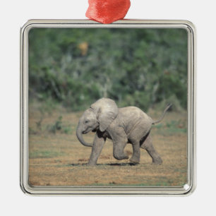 South Africa, Addo Elephant Nat'l Park. Baby Metalen Ornament
