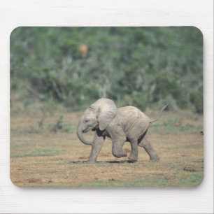South Africa, Addo Elephant Nat'l Park. Baby Muismat