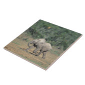 South Africa, Addo Elephant Nat'l Park. Baby Tegeltje (Zijkant)